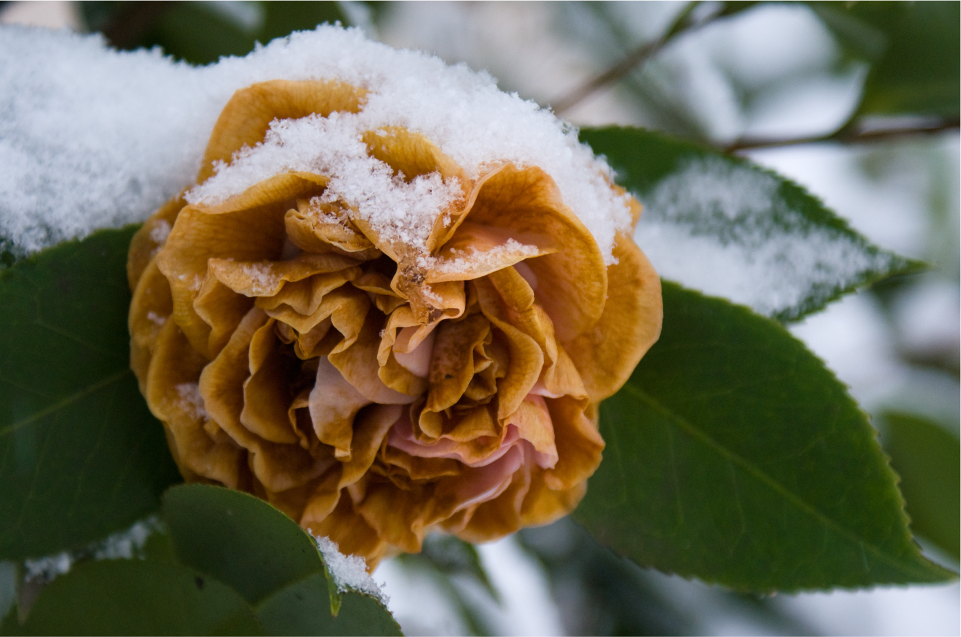 Camellias are known for their cold-weather blooms.